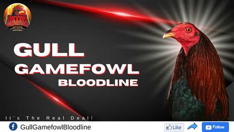 gull gamefowl|Gull Bloodline History .